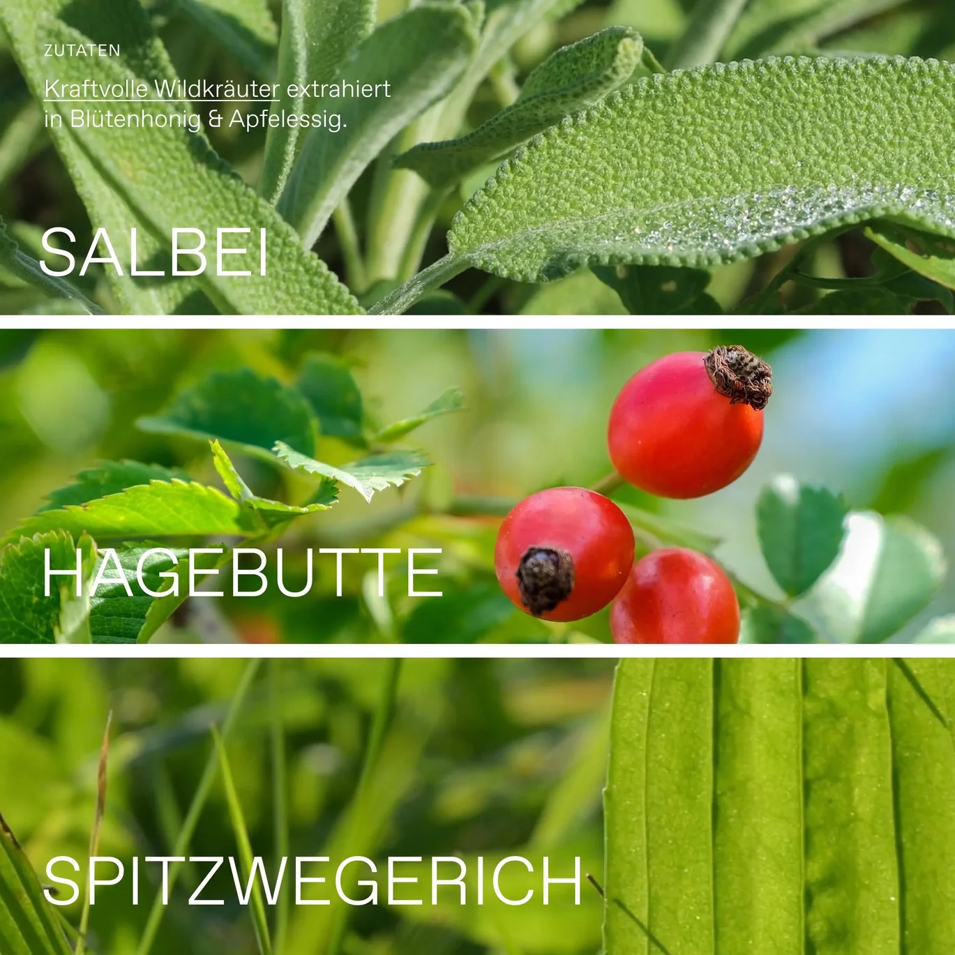Oxymel Immun BIO