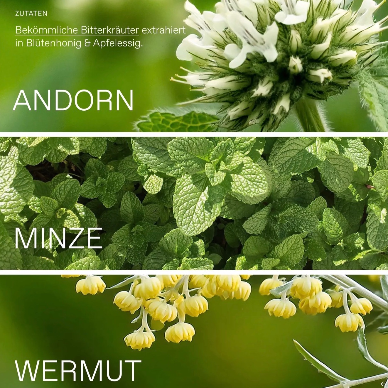 Oxymel Bitter BIO